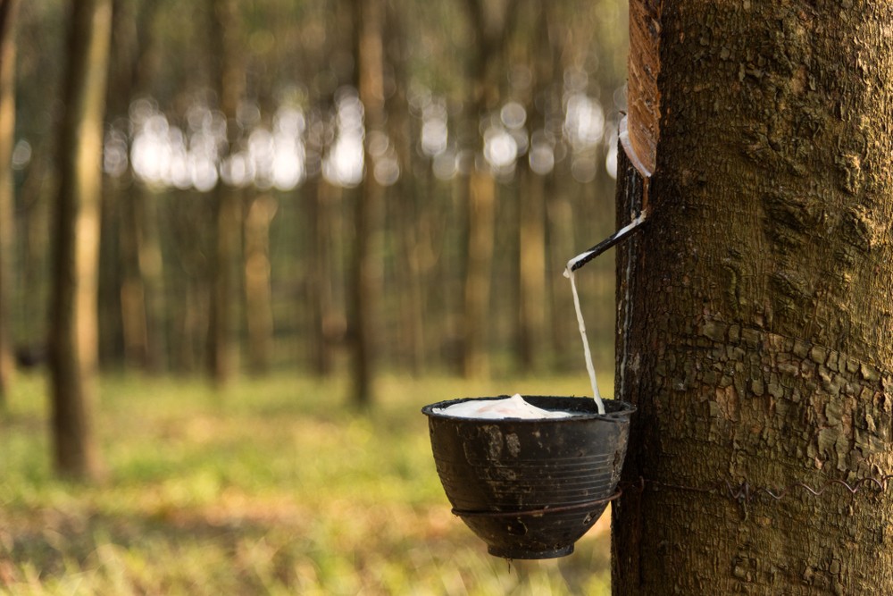 The,Rubber,In,The,Garden,Has,Latex,Cups